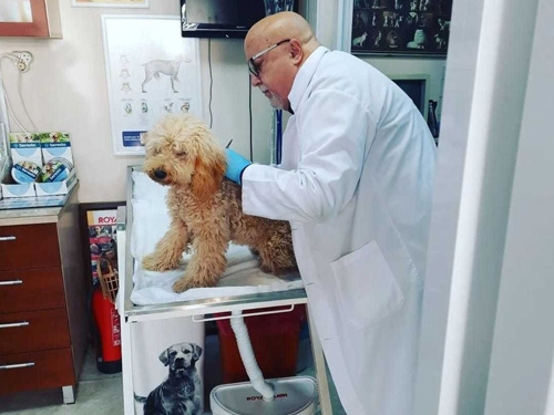 <p>Köpek ve kedilerdeki iç parazitler olan solucanların tedavi edilmesi ve bunlardan korunması hem evcil hayvanımızın hemde insan sağlığının korunmasında büyük öneme sahiptir. Tüylü dostlarımızı rahatsız eden bu canlılar tedavi edilmediği durumda çoğalarak enfeksiyonlara ve hastalıklara sebep olurlar.</p><p>Halk arasında kıl kisti de denen hastalık (Kist Hydadit), paraziter hastalıklar, Tüberküloz (Verem) vs. gibi bulaşıcı hastalıklar köpek ve kedilere kasap artıkları, kemik, çorbalık, iç organlar (akciğer, karaciğer, şirden, bağırsaklar gibi atıklar), iç yağların verilmesi ile parazit kist ve yumurtalarının evcil hayvanlara geçmesine ondan da insanlara geçişine ve bu hastalıkların bulaşmasına yol açar. Bu sebeple evcil hayvanlara bu atıkların verilmemesi ve düzenli iç-dış parazit tedavilerinin yapılması halk sağlığı açısından son derecede hayat kurtarıcıdır.</p><p>Dış paraziter tedaviler ve koruma uygulamaları tüm dünyada uygulanan en yeni ilaç ve yöntemlerle kliniğimizde yapılmaktadır. Kliniğimizde kullanılan antiparaziter ilaçlar insan, hayvan ve çevreye zarar vermeyen sadece parazitleri yok eden ilaçlardır.</p>